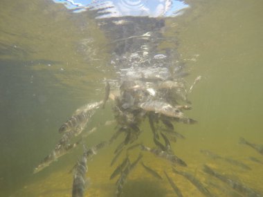 Balık popülasyonlarını ve balıkçılığı desteklemek için genç pikeperch 'i (Sander lucioperca) doğal sulara salma süreci. Bu uygulama stokların artmasına, biyolojik çeşitliliğin artmasına ve ekosistin sürdürülmesine yardımcı olur.
