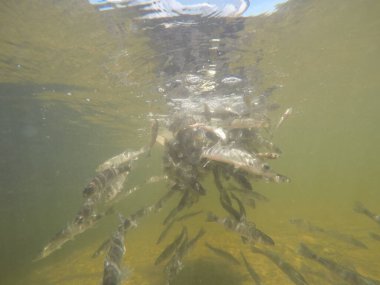 Balık popülasyonlarını ve balıkçılığı desteklemek için genç pikeperch 'i (Sander lucioperca) doğal sulara salma süreci. Bu uygulama stokların artmasına, biyolojik çeşitliliğin artmasına ve ekosistin sürdürülmesine yardımcı olur.