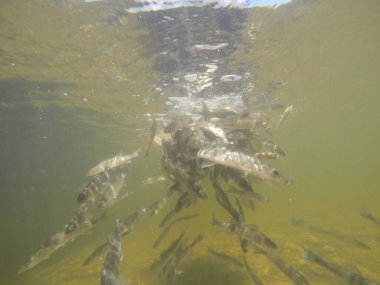 Balık popülasyonlarını ve balıkçılığı desteklemek için genç pikeperch 'i (Sander lucioperca) doğal sulara salma süreci. Bu uygulama stokların artmasına, biyolojik çeşitliliğin artmasına ve ekosistin sürdürülmesine yardımcı olur.