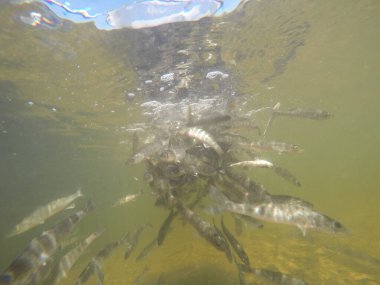 Balık popülasyonlarını ve balıkçılığı desteklemek için genç pikeperch 'i (Sander lucioperca) doğal sulara salma süreci. Bu uygulama stokların artmasına, biyolojik çeşitliliğin artmasına ve ekosistin sürdürülmesine yardımcı olur.