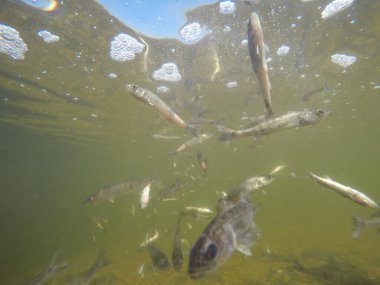 Balık popülasyonlarını ve balıkçılığı desteklemek için genç pikeperch 'i (Sander lucioperca) doğal sulara salma süreci. Bu uygulama stokların artmasına, biyolojik çeşitliliğin artmasına ve ekosistin sürdürülmesine yardımcı olur.