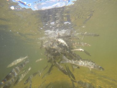 Balık popülasyonlarını ve balıkçılığı desteklemek için genç pikeperch 'i (Sander lucioperca) doğal sulara salma süreci. Bu uygulama stokların artmasına, biyolojik çeşitliliğin artmasına ve ekosistin sürdürülmesine yardımcı olur.