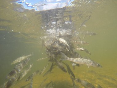Balık popülasyonlarını ve balıkçılığı desteklemek için genç pikeperch 'i (Sander lucioperca) doğal sulara salma süreci. Bu uygulama stokların artmasına, biyolojik çeşitliliğin artmasına ve ekosistin sürdürülmesine yardımcı olur.