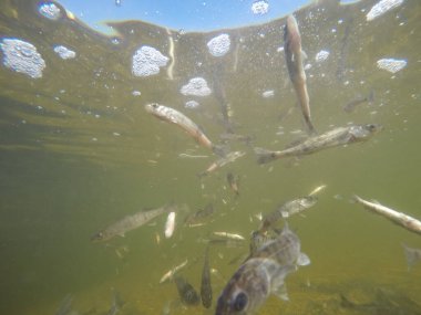 Balık popülasyonlarını ve balıkçılığı desteklemek için genç pikeperch 'i (Sander lucioperca) doğal sulara salma süreci. Bu uygulama stokların artmasına, biyolojik çeşitliliğin artmasına ve ekosistin sürdürülmesine yardımcı olur.