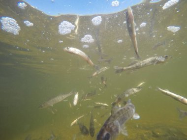 Balık popülasyonlarını ve balıkçılığı desteklemek için genç pikeperch 'i (Sander lucioperca) doğal sulara salma süreci. Bu uygulama stokların artmasına, biyolojik çeşitliliğin artmasına ve ekosistin sürdürülmesine yardımcı olur.