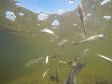 Balık popülasyonlarını ve balıkçılığı desteklemek için genç pikeperch 'i (Sander lucioperca) doğal sulara salma süreci. Bu uygulama stokların artmasına, biyolojik çeşitliliğin artmasına ve ekosistin sürdürülmesine yardımcı olur.