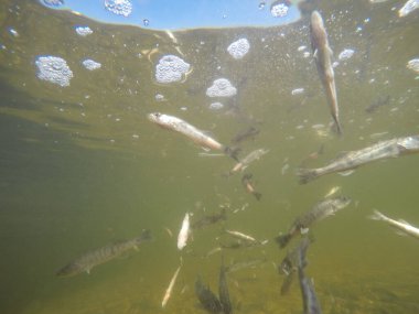 Balık popülasyonlarını ve balıkçılığı desteklemek için genç pikeperch 'i (Sander lucioperca) doğal sulara salma süreci. Bu uygulama stokların artmasına, biyolojik çeşitliliğin artmasına ve ekosistin sürdürülmesine yardımcı olur.