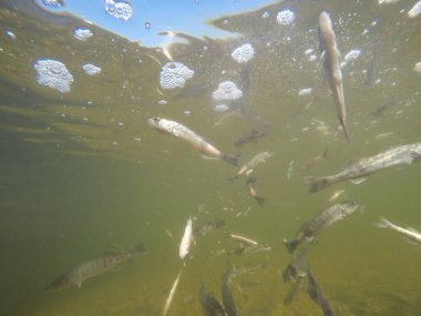 Balık popülasyonlarını ve balıkçılığı desteklemek için genç pikeperch 'i (Sander lucioperca) doğal sulara salma süreci. Bu uygulama stokların artmasına, biyolojik çeşitliliğin artmasına ve ekosistin sürdürülmesine yardımcı olur.