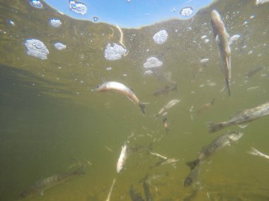 Balık popülasyonlarını ve balıkçılığı desteklemek için genç pikeperch 'i (Sander lucioperca) doğal sulara salma süreci. Bu uygulama stokların artmasına, biyolojik çeşitliliğin artmasına ve ekosistin sürdürülmesine yardımcı olur.