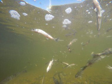 Balık popülasyonlarını ve balıkçılığı desteklemek için genç pikeperch 'i (Sander lucioperca) doğal sulara salma süreci. Bu uygulama stokların artmasına, biyolojik çeşitliliğin artmasına ve ekosistin sürdürülmesine yardımcı olur.