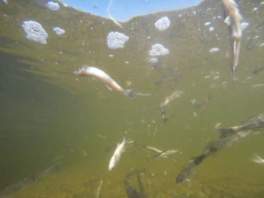 Balık popülasyonlarını ve balıkçılığı desteklemek için genç pikeperch 'i (Sander lucioperca) doğal sulara salma süreci. Bu uygulama stokların artmasına, biyolojik çeşitliliğin artmasına ve ekosistin sürdürülmesine yardımcı olur.