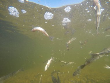 Balık popülasyonlarını ve balıkçılığı desteklemek için genç pikeperch 'i (Sander lucioperca) doğal sulara salma süreci. Bu uygulama stokların artmasına, biyolojik çeşitliliğin artmasına ve ekosistin sürdürülmesine yardımcı olur.
