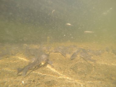 Balık popülasyonlarını ve balıkçılığı desteklemek için genç pikeperch 'i (Sander lucioperca) doğal sulara salma süreci. Bu uygulama stokların artmasına, biyolojik çeşitliliğin artmasına ve ekosistin sürdürülmesine yardımcı olur.
