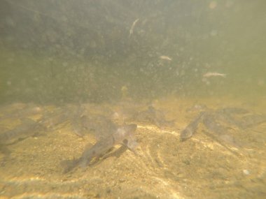 Balık popülasyonlarını ve balıkçılığı desteklemek için genç pikeperch 'i (Sander lucioperca) doğal sulara salma süreci. Bu uygulama stokların artmasına, biyolojik çeşitliliğin artmasına ve ekosistin sürdürülmesine yardımcı olur.