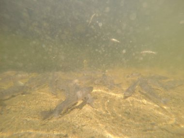 Balık popülasyonlarını ve balıkçılığı desteklemek için genç pikeperch 'i (Sander lucioperca) doğal sulara salma süreci. Bu uygulama stokların artmasına, biyolojik çeşitliliğin artmasına ve ekosistin sürdürülmesine yardımcı olur.