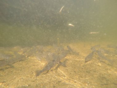 Balık popülasyonlarını ve balıkçılığı desteklemek için genç pikeperch 'i (Sander lucioperca) doğal sulara salma süreci. Bu uygulama stokların artmasına, biyolojik çeşitliliğin artmasına ve ekosistin sürdürülmesine yardımcı olur.