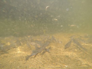 Balık popülasyonlarını ve balıkçılığı desteklemek için genç pikeperch 'i (Sander lucioperca) doğal sulara salma süreci. Bu uygulama stokların artmasına, biyolojik çeşitliliğin artmasına ve ekosistin sürdürülmesine yardımcı olur.
