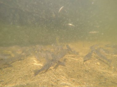 Balık popülasyonlarını ve balıkçılığı desteklemek için genç pikeperch 'i (Sander lucioperca) doğal sulara salma süreci. Bu uygulama stokların artmasına, biyolojik çeşitliliğin artmasına ve ekosistin sürdürülmesine yardımcı olur.