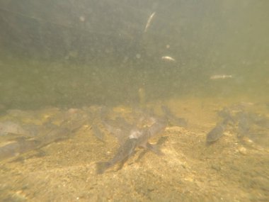 Balık popülasyonlarını ve balıkçılığı desteklemek için genç pikeperch 'i (Sander lucioperca) doğal sulara salma süreci. Bu uygulama stokların artmasına, biyolojik çeşitliliğin artmasına ve ekosistin sürdürülmesine yardımcı olur.