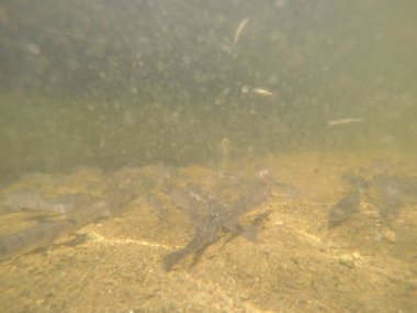 Balık popülasyonlarını ve balıkçılığı desteklemek için genç pikeperch 'i (Sander lucioperca) doğal sulara salma süreci. Bu uygulama stokların artmasına, biyolojik çeşitliliğin artmasına ve ekosistin sürdürülmesine yardımcı olur.