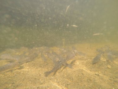 Balık popülasyonlarını ve balıkçılığı desteklemek için genç pikeperch 'i (Sander lucioperca) doğal sulara salma süreci. Bu uygulama stokların artmasına, biyolojik çeşitliliğin artmasına ve ekosistin sürdürülmesine yardımcı olur.