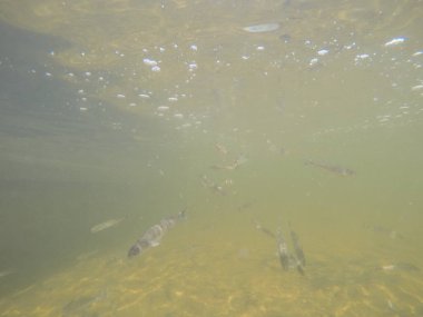 Balık popülasyonlarını ve balıkçılığı desteklemek için genç pikeperch 'i (Sander lucioperca) doğal sulara salma süreci. Bu uygulama stokların artmasına, biyolojik çeşitliliğin artmasına ve ekosistin sürdürülmesine yardımcı olur.