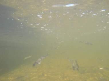 Balık popülasyonlarını ve balıkçılığı desteklemek için genç pikeperch 'i (Sander lucioperca) doğal sulara salma süreci. Bu uygulama stokların artmasına, biyolojik çeşitliliğin artmasına ve ekosistin sürdürülmesine yardımcı olur.