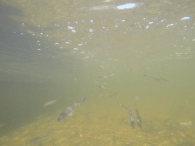 Balık popülasyonlarını ve balıkçılığı desteklemek için genç pikeperch 'i (Sander lucioperca) doğal sulara salma süreci. Bu uygulama stokların artmasına, biyolojik çeşitliliğin artmasına ve ekosistin sürdürülmesine yardımcı olur.