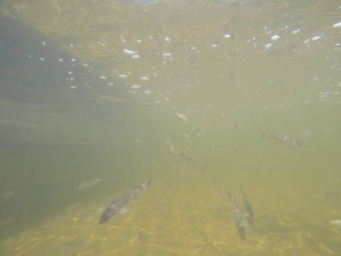 Balık popülasyonlarını ve balıkçılığı desteklemek için genç pikeperch 'i (Sander lucioperca) doğal sulara salma süreci. Bu uygulama stokların artmasına, biyolojik çeşitliliğin artmasına ve ekosistin sürdürülmesine yardımcı olur.