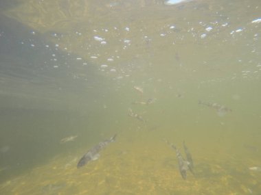 Balık popülasyonlarını ve balıkçılığı desteklemek için genç pikeperch 'i (Sander lucioperca) doğal sulara salma süreci. Bu uygulama stokların artmasına, biyolojik çeşitliliğin artmasına ve ekosistin sürdürülmesine yardımcı olur.