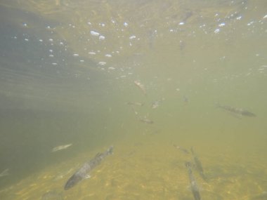 Balık popülasyonlarını ve balıkçılığı desteklemek için genç pikeperch 'i (Sander lucioperca) doğal sulara salma süreci. Bu uygulama stokların artmasına, biyolojik çeşitliliğin artmasına ve ekosistin sürdürülmesine yardımcı olur.