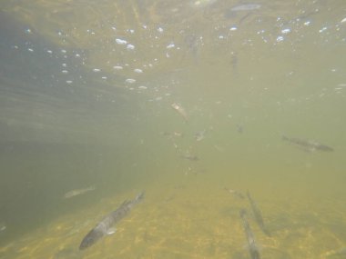 Balık popülasyonlarını ve balıkçılığı desteklemek için genç pikeperch 'i (Sander lucioperca) doğal sulara salma süreci. Bu uygulama stokların artmasına, biyolojik çeşitliliğin artmasına ve ekosistin sürdürülmesine yardımcı olur.