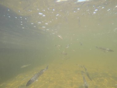 Balık popülasyonlarını ve balıkçılığı desteklemek için genç pikeperch 'i (Sander lucioperca) doğal sulara salma süreci. Bu uygulama stokların artmasına, biyolojik çeşitliliğin artmasına ve ekosistin sürdürülmesine yardımcı olur.