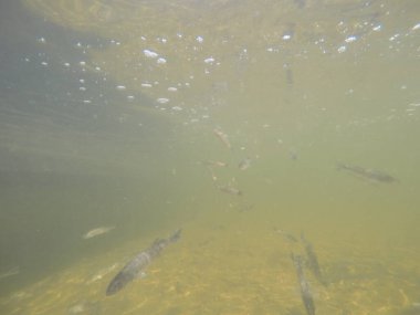 Balık popülasyonlarını ve balıkçılığı desteklemek için genç pikeperch 'i (Sander lucioperca) doğal sulara salma süreci. Bu uygulama stokların artmasına, biyolojik çeşitliliğin artmasına ve ekosistin sürdürülmesine yardımcı olur.