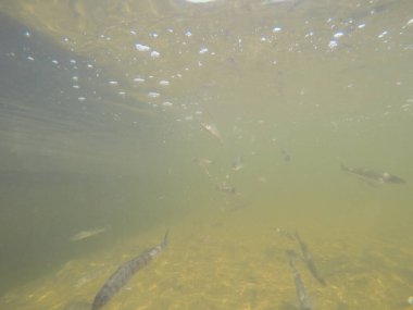 Balık popülasyonlarını ve balıkçılığı desteklemek için genç pikeperch 'i (Sander lucioperca) doğal sulara salma süreci. Bu uygulama stokların geliştirilmesine, biyolojik çeşitliliğin iyileştirilmesine ve ekosistemin sürdürülmesine yardımcı olur