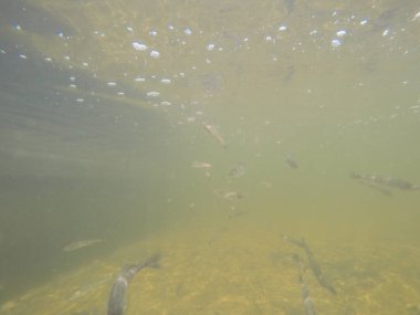 Balık popülasyonlarını ve balıkçılığı desteklemek için genç pikeperch 'i (Sander lucioperca) doğal sulara salma süreci. Bu uygulama stokların geliştirilmesine, biyolojik çeşitliliğin iyileştirilmesine ve ekosistemin sürdürülmesine yardımcı olur