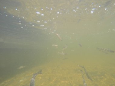 Balık popülasyonlarını ve balıkçılığı desteklemek için genç pikeperch 'i (Sander lucioperca) doğal sulara salma süreci. Bu uygulama stokların geliştirilmesine, biyolojik çeşitliliğin iyileştirilmesine ve ekosistemin sürdürülmesine yardımcı olur