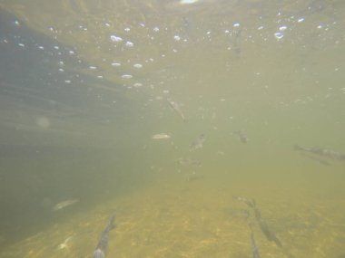 Balık popülasyonlarını ve balıkçılığı desteklemek için genç pikeperch 'i (Sander lucioperca) doğal sulara salma süreci. Bu uygulama stokların geliştirilmesine, biyolojik çeşitliliğin iyileştirilmesine ve ekosistemin sürdürülmesine yardımcı olur