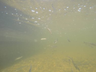 Balık popülasyonlarını ve balıkçılığı desteklemek için genç pikeperch 'i (Sander lucioperca) doğal sulara salma süreci. Bu uygulama stokların geliştirilmesine, biyolojik çeşitliliğin iyileştirilmesine ve ekosistemin sürdürülmesine yardımcı olur