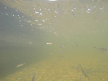 Balık popülasyonlarını ve balıkçılığı desteklemek için genç pikeperch 'i (Sander lucioperca) doğal sulara salma süreci. Bu uygulama stokların geliştirilmesine, biyolojik çeşitliliğin iyileştirilmesine ve ekosistemin sürdürülmesine yardımcı olur