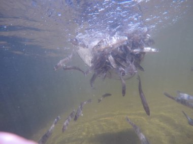 Balık popülasyonlarını ve balıkçılığı desteklemek için genç pikeperch 'i (Sander lucioperca) doğal sulara salma süreci. Bu uygulama stokların geliştirilmesine, biyolojik çeşitliliğin iyileştirilmesine ve ekosistemin sürdürülmesine yardımcı olur