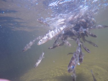 Balık popülasyonlarını ve balıkçılığı desteklemek için genç pikeperch 'i (Sander lucioperca) doğal sulara salma süreci. Bu uygulama stokların geliştirilmesine, biyolojik çeşitliliğin iyileştirilmesine ve ekosistemin sürdürülmesine yardımcı olur