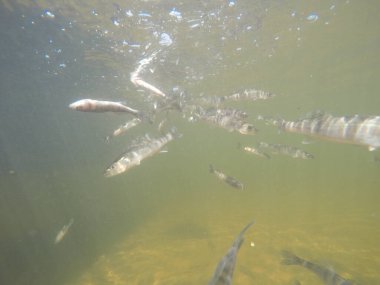 Balık popülasyonlarını ve balıkçılığı desteklemek için genç pikeperch 'i (Sander lucioperca) doğal sulara salma süreci. Bu uygulama stokların artmasına, biyolojik çeşitliliğin artmasına ve ekosistin sürdürülmesine yardımcı olur.