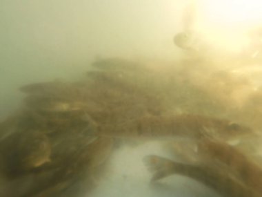 Balık popülasyonlarını ve balıkçılığı desteklemek için genç pikeperch 'i (Sander lucioperca) doğal sulara salma süreci. Bu uygulama stokların artmasına, biyolojik çeşitliliğin artmasına ve ekosistin sürdürülmesine yardımcı olur.