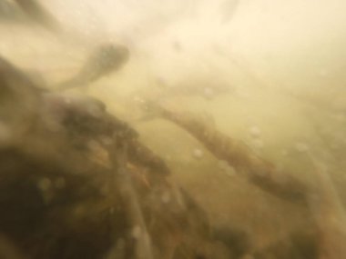 Balık popülasyonlarını ve balıkçılığı desteklemek için genç pikeperch 'i (Sander lucioperca) doğal sulara salma süreci. Bu uygulama stokların artmasına, biyolojik çeşitliliğin artmasına ve ekosistin sürdürülmesine yardımcı olur.