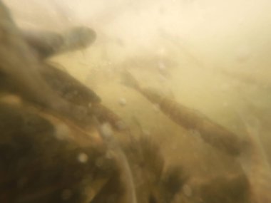 Balık popülasyonlarını ve balıkçılığı desteklemek için genç pikeperch 'i (Sander lucioperca) doğal sulara salma süreci. Bu uygulama stokların artmasına, biyolojik çeşitliliğin artmasına ve ekosistin sürdürülmesine yardımcı olur.