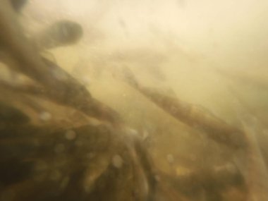 Balık popülasyonlarını ve balıkçılığı desteklemek için genç pikeperch 'i (Sander lucioperca) doğal sulara salma süreci. Bu uygulama stokların artmasına, biyolojik çeşitliliğin artmasına ve ekosistin sürdürülmesine yardımcı olur.