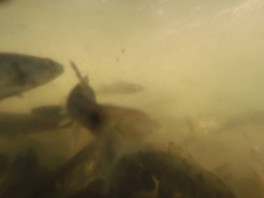 Balık popülasyonlarını ve balıkçılığı desteklemek için genç pikeperch 'i (Sander lucioperca) doğal sulara salma süreci. Bu uygulama stokların artmasına, biyolojik çeşitliliğin artmasına ve ekosistin sürdürülmesine yardımcı olur.