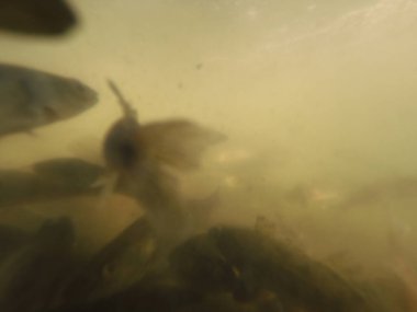 Balık popülasyonlarını ve balıkçılığı desteklemek için genç pikeperch 'i (Sander lucioperca) doğal sulara salma süreci. Bu uygulama stokların artmasına, biyolojik çeşitliliğin artmasına ve ekosistin sürdürülmesine yardımcı olur.