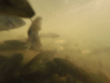 Balık popülasyonlarını ve balıkçılığı desteklemek için genç pikeperch 'i (Sander lucioperca) doğal sulara salma süreci. Bu uygulama stokların artmasına, biyolojik çeşitliliğin artmasına ve ekosistin sürdürülmesine yardımcı olur.